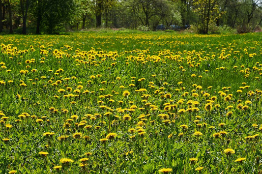 Dandelion Field